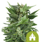 Royal Queen Seeds Royal Kush Auto semi di cannabis autofiorenti (confezione 5 semi)