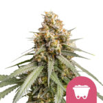 Royal Queen Seeds Shining Silver Haze semi di cannabis femminizzati (confezione 3 semi)