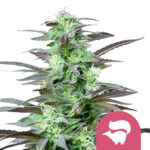 Royal Queen Seeds Skunk XL semi di cannabis femminizzati (confezione 3 semi)