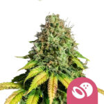 Royal Queen Seeds Somango XL semi di cannabis femminizzati (confezione 3 semi)