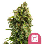 Royal Queen Seeds Sour Diesel semi di cannabis femminizzati (confezione 3 semi)