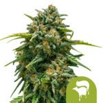 Royal Queen Seeds Sweet Skunk Auto semi di cannabis autofiorenti (confezione 5 semi)