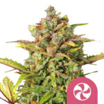 Royal Queen Seeds Sweet Skittelz semi di cannabis femminizzati (confezione 3 semi)