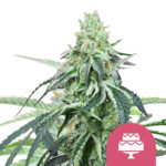 Royal Queen Seeds Wedding Gelato semi di cannabis femminizzati (confezione 5 semi)