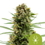 Royal Queen Seeds White Widow Auto semi di cannabis autofiorenti (confezione 5 semi)