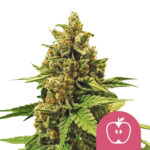 Royal Queen Seeds Apple Fritter semi di cannabis femminizzati (confezione 5 semi)