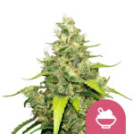 Royal Queen Seeds Blue Gelato semi di cannabis femminizzati (confezione 5 semi)