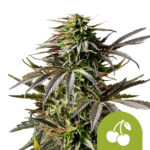 Royal Queen Seeds Cherry Pie Auto semi di cannabis autofiorenti (confezione 3 semi)