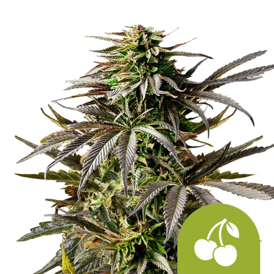 wholesale royal queen seeds cherry pie auto autoflowering cannabis seeds 3 seeds pack