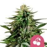 Royal Queen Seeds Cherry Pie semi di cannabis femminizzati (confezione 3 semi)