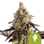 Royal Queen Seeds Cookies Gelato Auto semi di cannabis autofiorenti (confezione 3 semi)