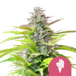 Royal Queen Seeds Cookies Gelato semi di cannabis femminizzati (confezione 3 semi)