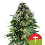 Royal Queen Seeds x Tyson 2.0 Corkscrew Auto semi di cannabis autofiorenti (confezione 3 semi)