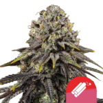 Royal Queen Seeds x Tyson 2.0 Dynamite Diesel semi di cannabis femminizzati (confezione 3 semi)