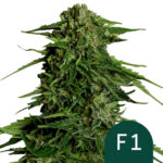 Royal Queen Seeds Epsilon F1 semi di cannabis autofiorenti (confezione 3 semi)