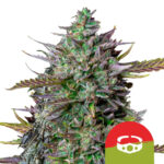 Royal Queen Seeds x Tyson 2.0 GOAT'lato Auto semi di cannabis autofiorenti (confezione 3 semi)