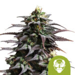 Royal Queen Seeds Granddaddy Purple Auto semi di cannabis autofiorenti (confezione 3 semi)