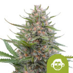 Royal Queen Seeds Grape Ape Auto semi di cannabis autofiorenti (confezione 3 semi)