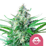 Royal Queen Seeds Grape Ape semi di cannabis femminizzati (confezione 5 semi)