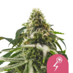 Royal Queen Seeds Green Crack Punch semi di cannabis femminizzati (confezione 3 semi)