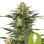 Royal Queen Seeds Green Gelato Auto semi di cannabis autofiorenti (confezione 3 semi)