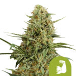 Royal Queen Seeds Hulkberry Automatic semi di cannabis autofiorenti (confezione 5 semi)