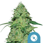 Royal Queen Seeds Joanne's CBD semi di cannabis (confezione 5 semi)