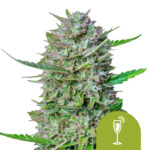 Royal Queen Seeds Mimosa Auto semi di cannabis autofiorenti (confezione 3 semi)