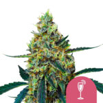 Royal Queen Seeds Mimosa semi di cannabis femminizzati (confezione 5 semi)