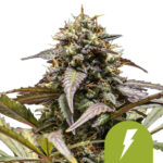 Royal Queen Seeds North Thunderfuck semi di cannabis autofiorenti (confezione 3 semi)