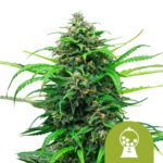 Royal Queen Seeds Pink Runtz Auto semi di cannabis autofiorenti (confezione 3 semi)