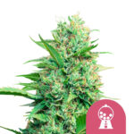 Royal Queen Seeds Pink Runtz semi di cannabis femminizzati (confezione 5 semi)