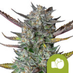 Royal Queen Seeds Purple Punch Auto semi di cannabis autofiorenti (confezione 3 semi)