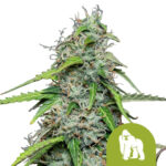 Royal Queen Seeds Royal Gorilla Automatic semi di cannabis autofiorenti (confezione 3 semi)