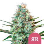 Royal Queen Seeds Royal Runtz semi di cannabis femminizzati (confezione 3 semi)