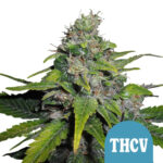 Royal Queen Seeds Royal THCV semi di cannabis autofiorenti (confezione 3 semi)