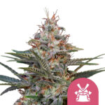 Royal Queen Seeds Shogun semi di cannabis femminizzati (confezione 3 semi)