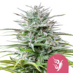 Royal Queen Seeds Speedy Chile semi di cannabis femminizzati (confezione 5 semi)