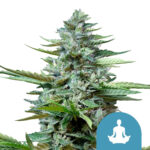 Royal Queen Seeds Stress Killer Automatic CBD semi di cannabis (confezione 5 semi)