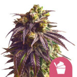 Royal Queen Seeds Sundae Driver semi di cannabis femminizzati (confezione 3 semi)