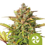 Royal Queen Seeds Sweet ZZ Auto semi di cannabis autofiorenti (confezione 3 semi)