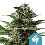 Royal Queen Seeds Tatanka Pure CBD semi di cannabis (confezione 3 semi)