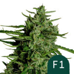 Royal Queen Seeds Titan F1 semi di cannabis autofiorenti (confezione 3 semi)