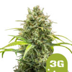 Royal Queen Seeds Triple G Auto semi di cannabis autofiorenti (confezione 5 semi)