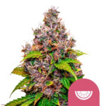 Royal Queen Seeds Watermelon semi di cannabis femminizzati (confezione 3 semi)