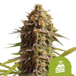 Royal Queen Seeds Wedding Cake Auto semi di cannabis autofiorenti (confezione 3 semi)