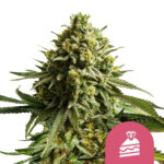 Royal Queen Seeds Wedding Cake semi di cannabis femminizzati (confezione 5 semi)