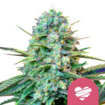 Royal Queen Seeds Wedding Crasher semi di cannabis femminizzati (confezione 3 semi)