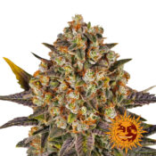 Barney's Farm Banana Punch semi di cannabis femminizzati (confezione 3 semi)