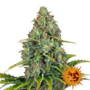 Barney's Farm Blue Cheese Auto semi di cannabis autofiorenti (confezione 5 semi)